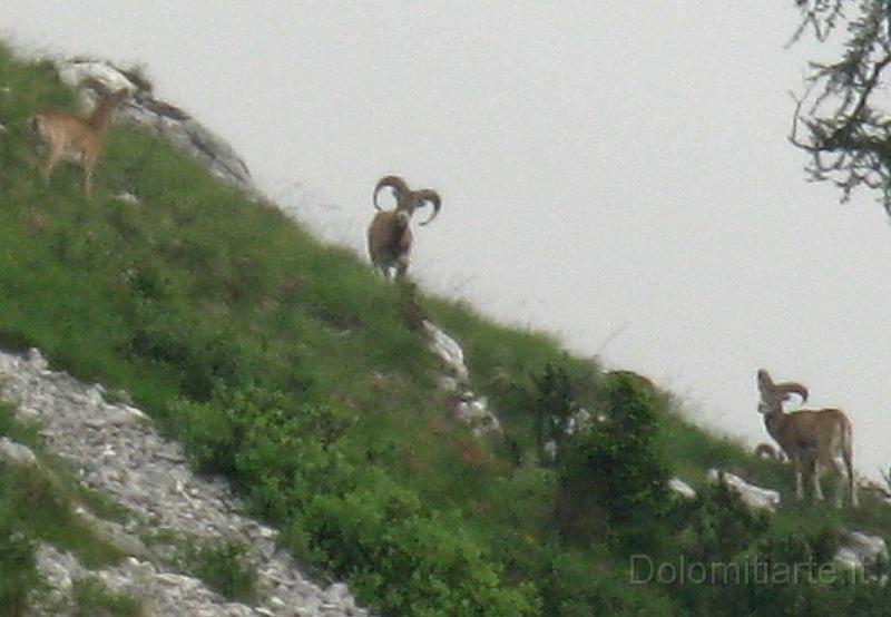 giro pizzocc scelte (1)b.jpg - Pascoli di Cimia gruppo di Mufloni al pascolo , particolare